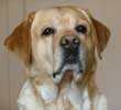 photo Labrador Basile